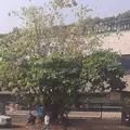 Vikas Center