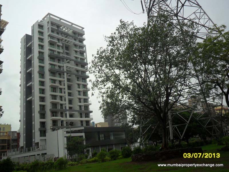 Swaraj Daffodils