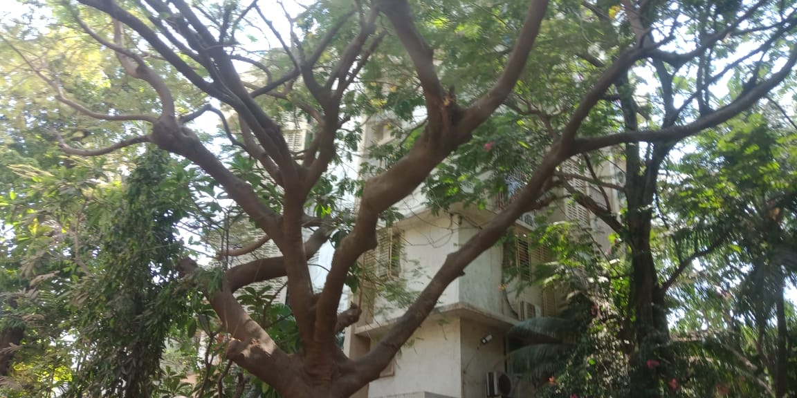 Juhu Ashish