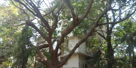 Juhu Ashish