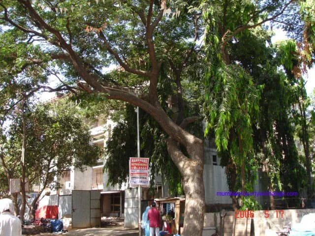 Krsna photo 5