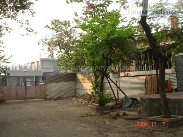 Ivy photo 3
