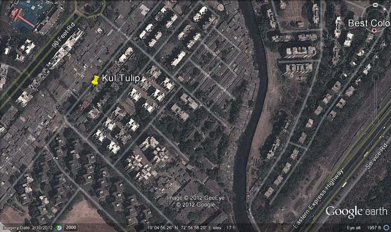 Kul Tulip photo 6