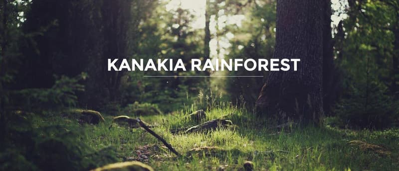 Kanakia Rainforest photo 2